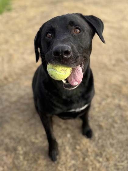 Gunter, Adoptable, Senior Male Labrador Retriever & Mixed Breed.