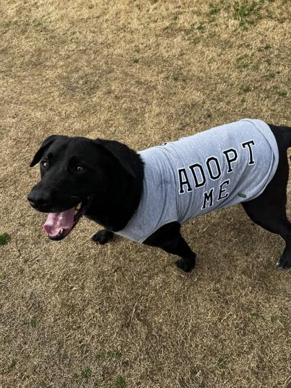Gunter, a Adoptable mixed breed in Memphis, TN image 3/3