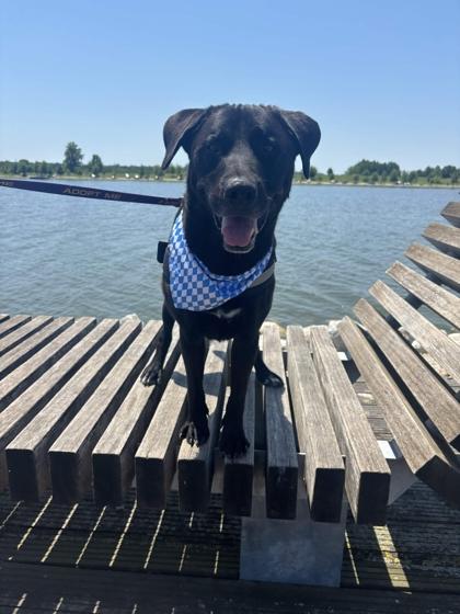 Gunter, a Adoptable mixed breed in Memphis, TN image 2/3