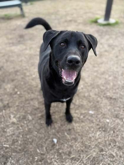 Enlarge Gunter, a Adoptable mixed breed in Memphis, TN image 3/3