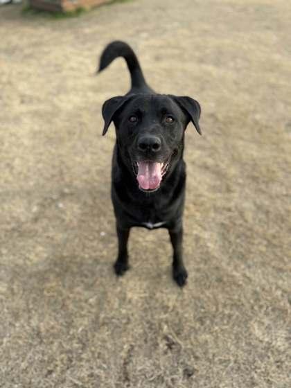 Gunter — thumbnail 3