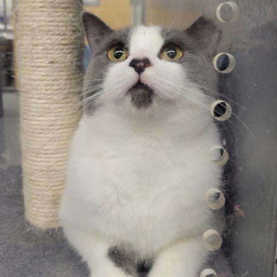 Sabrina, Adoptable, Adult Female Domestic Short Hair.