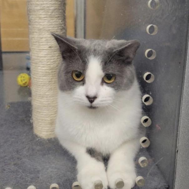 Enlarge Sabrina, a Adoptable Domestic Short Hair in Woodstock, GA image 2/2