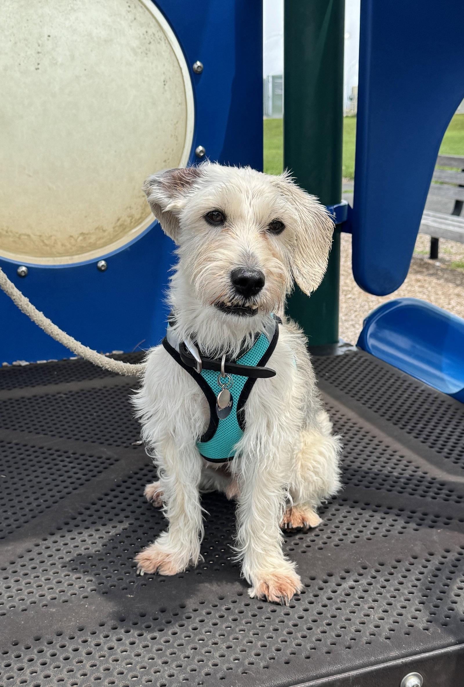Murphy, Adoptable, Senior Male Schnauzer.