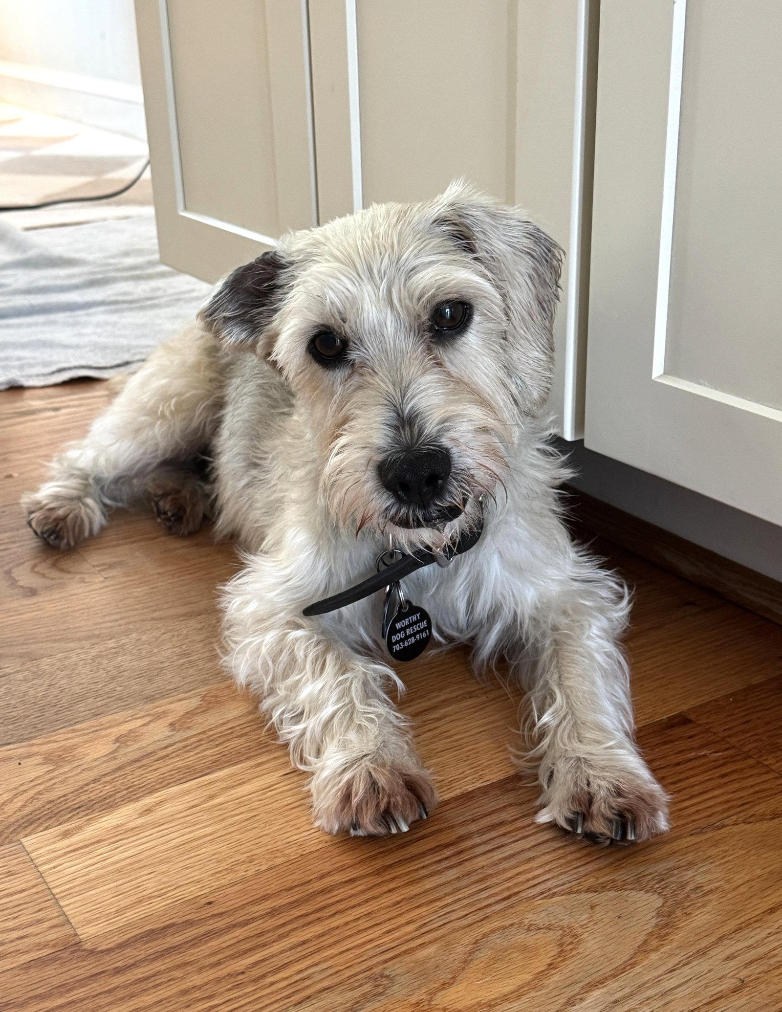 Enlarge Murphy, a Adoptable Schnauzer in Arlington, VA image 2/3