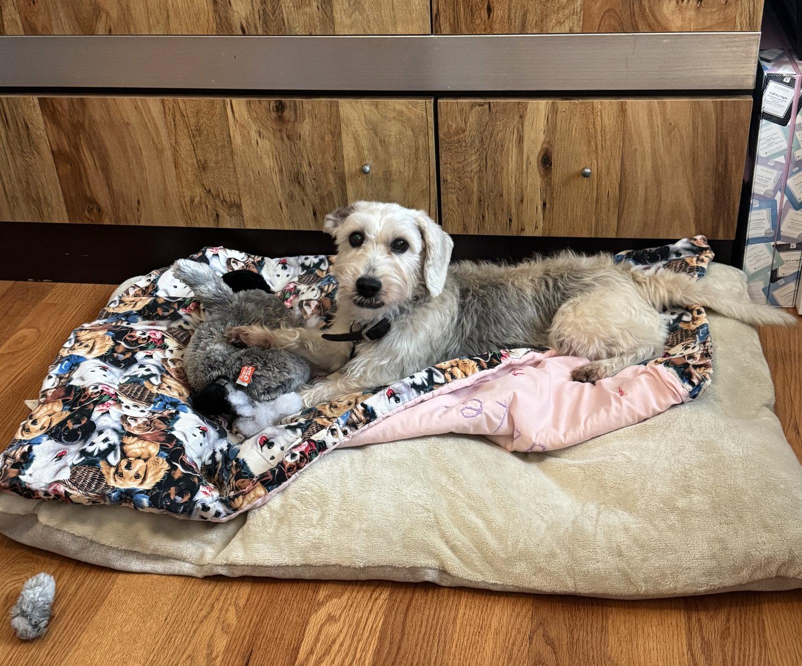 Enlarge Murphy, a Adoptable Schnauzer in Arlington, VA image 3/3