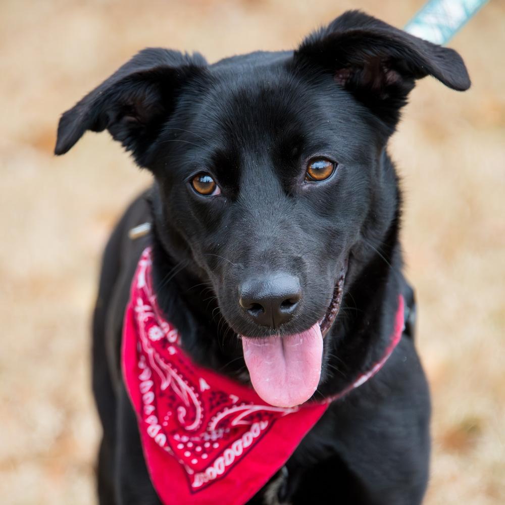 Starr, a Adoptable mixed breed in Marietta, GA image 1/6