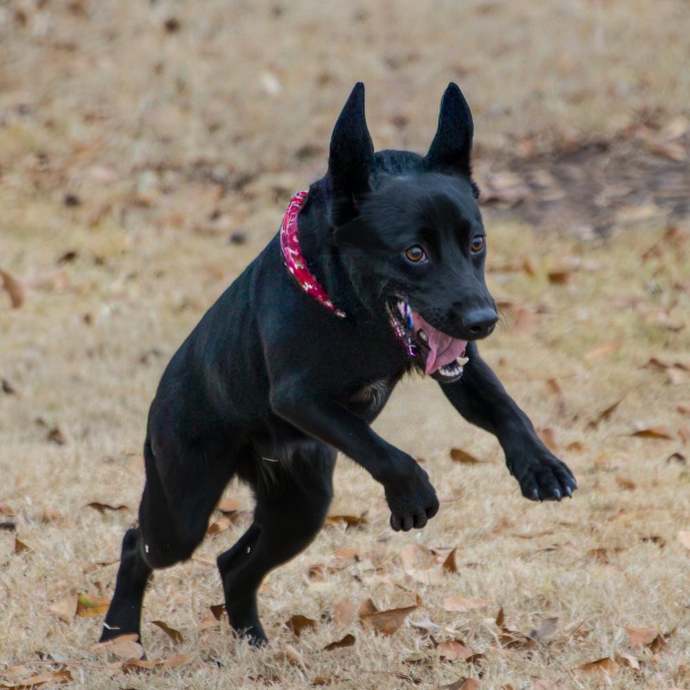 Starr, a Adoptable mixed breed in Marietta, GA image 2/6