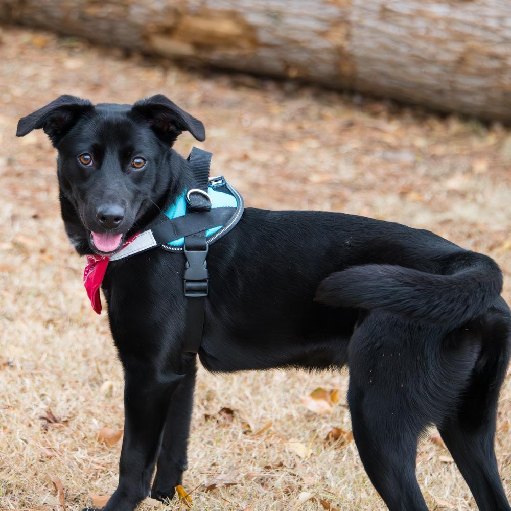 Starr, a Adoptable mixed breed in Marietta, GA image 3/6