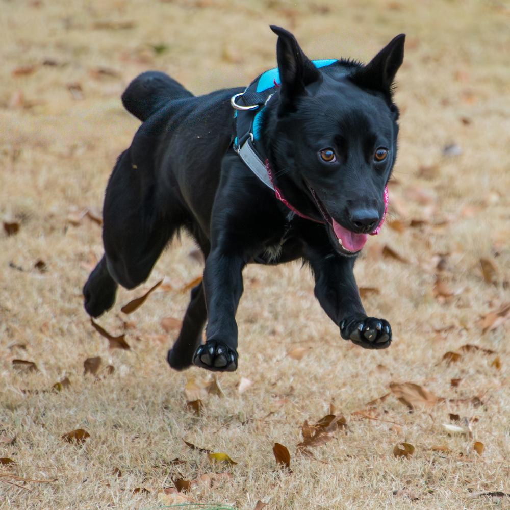 Starr, a Adoptable mixed breed in Marietta, GA image 4/6