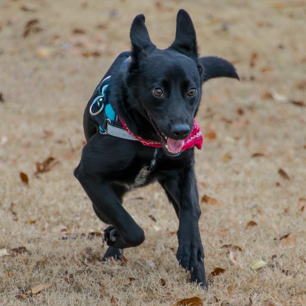 Starr, a Adoptable mixed breed in Marietta, GA image 5/6