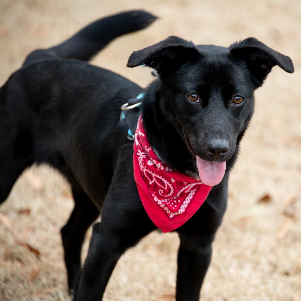 Starr, a Adoptable mixed breed in Marietta, GA image 6/6