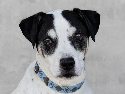 Coach, Adoptable, Senior Male Mixed Breed & Mixed Breed.