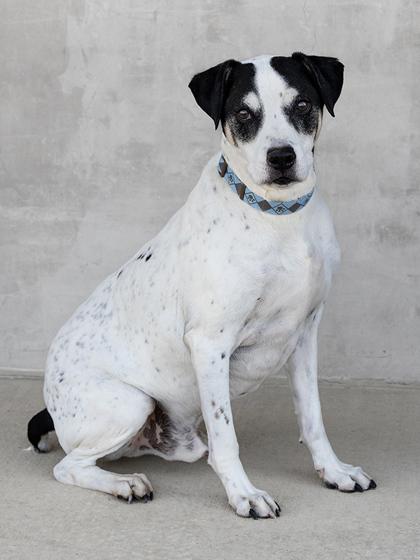 Coach, a Adoptable Mixed Breed in Longmont, CO image 2/3