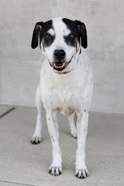 Coach, a Adoptable Mixed Breed in Longmont, CO image 3/3