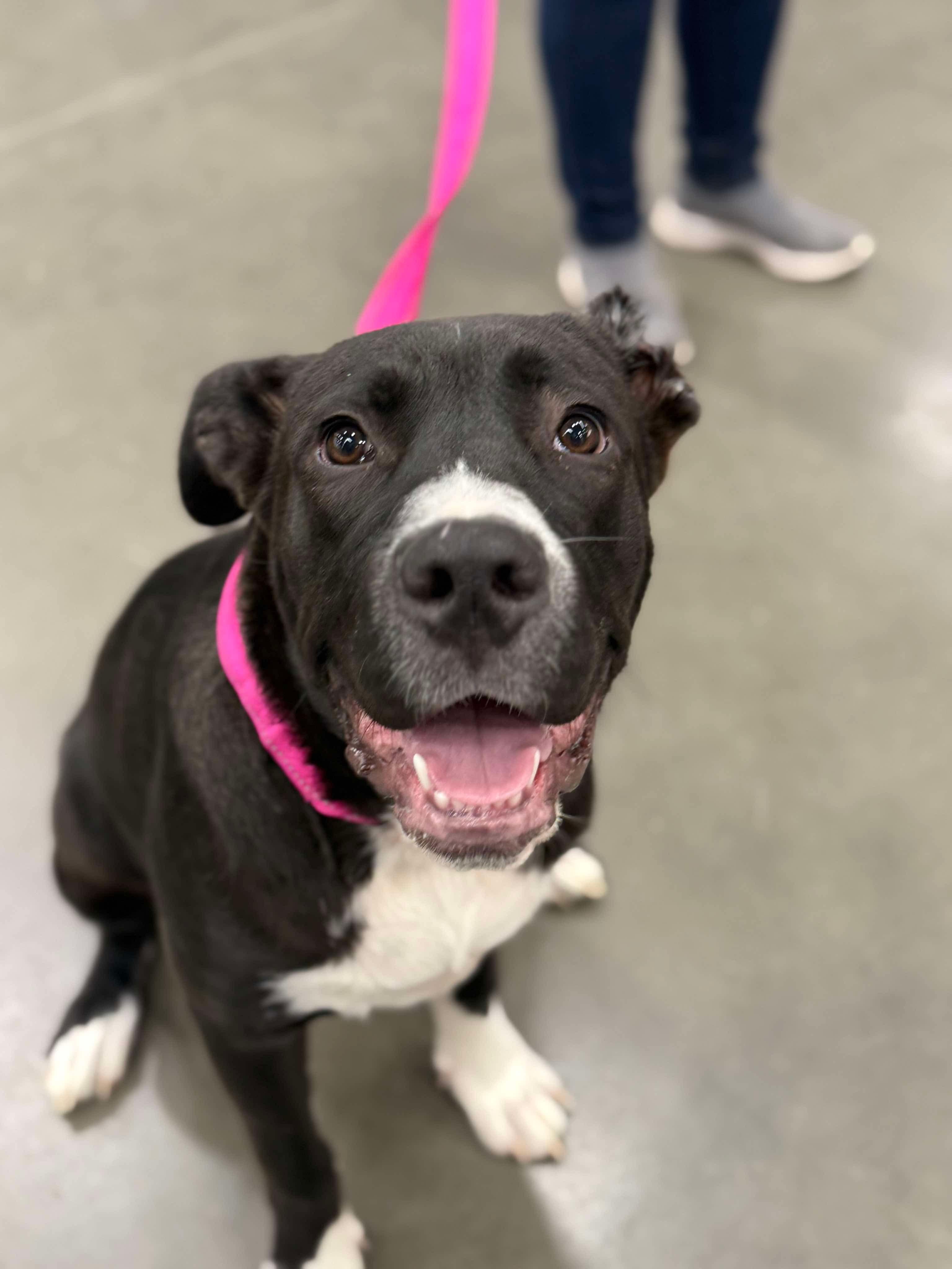 Enlarge Leia, a Adopted mixed breed in Covington, TX image 1/4