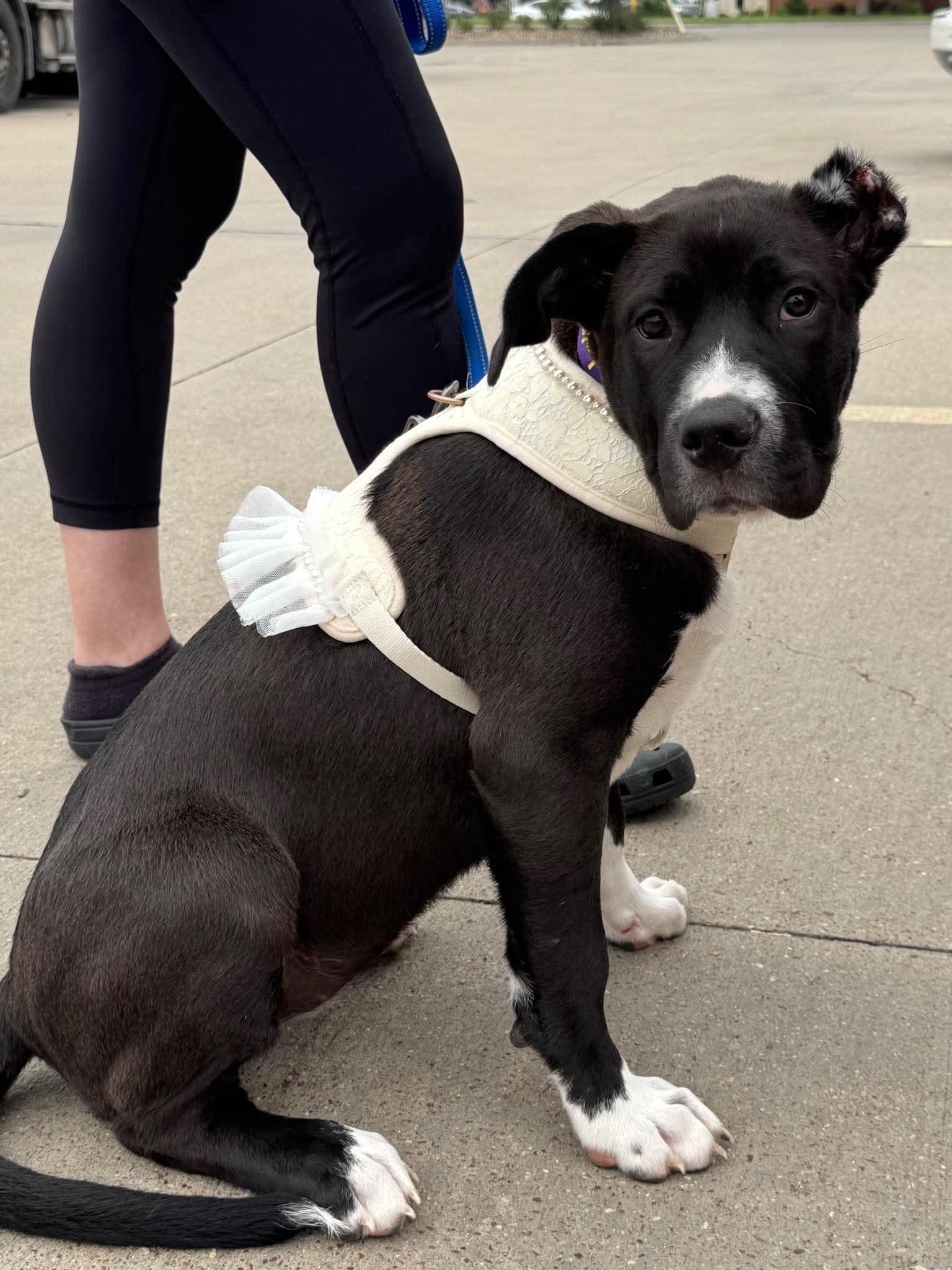 Enlarge Leia, a Adopted mixed breed in Covington, TX image 4/4