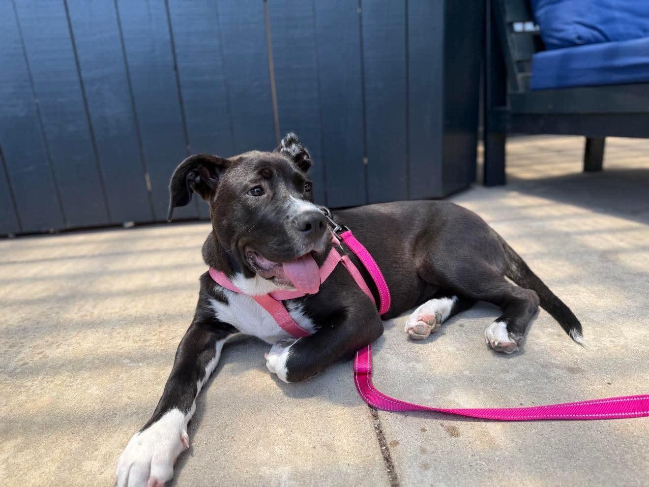 Enlarge Leia, a Adopted mixed breed in Covington, TX image 3/4