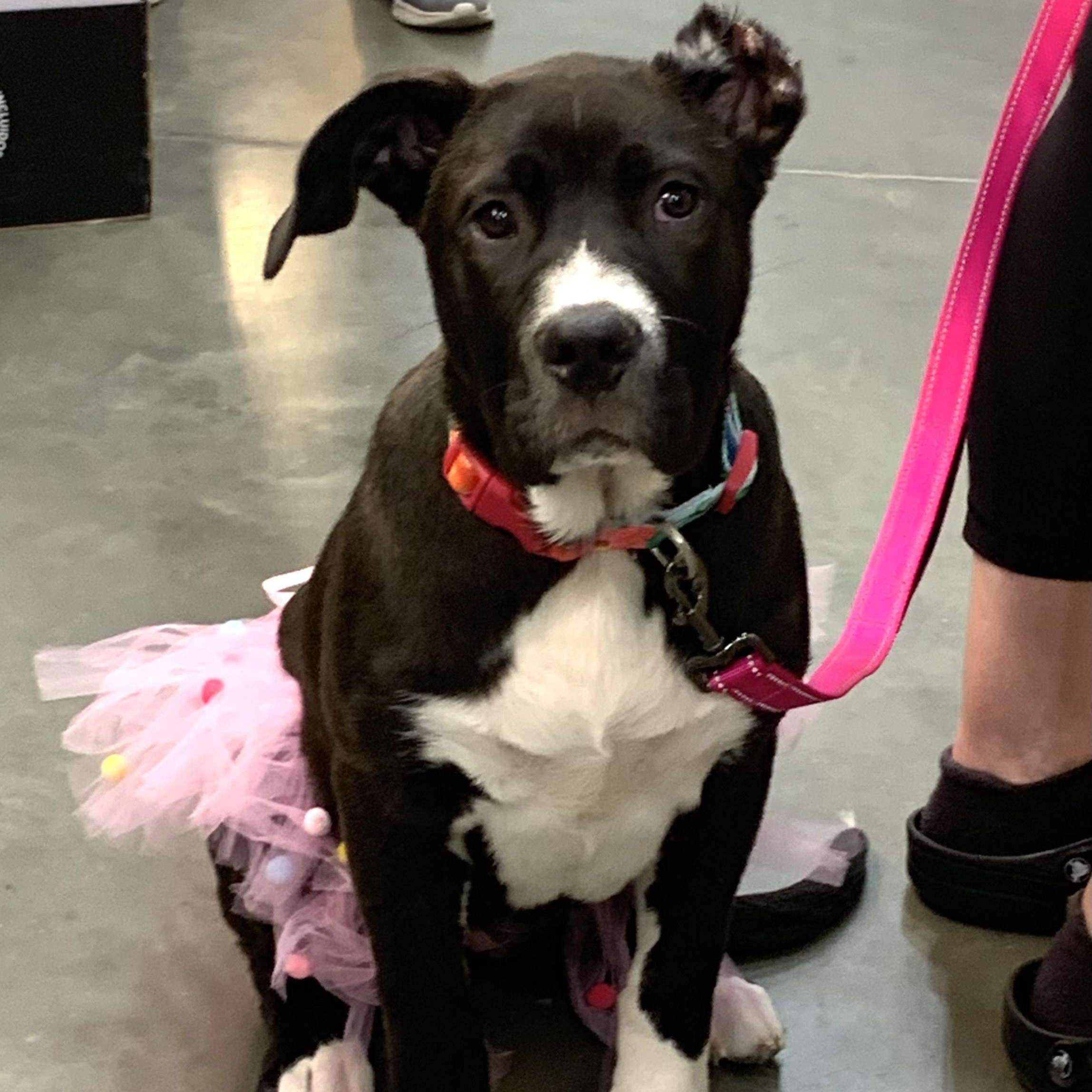 Enlarge Leia, a Adopted mixed breed in Covington, TX image 2/4