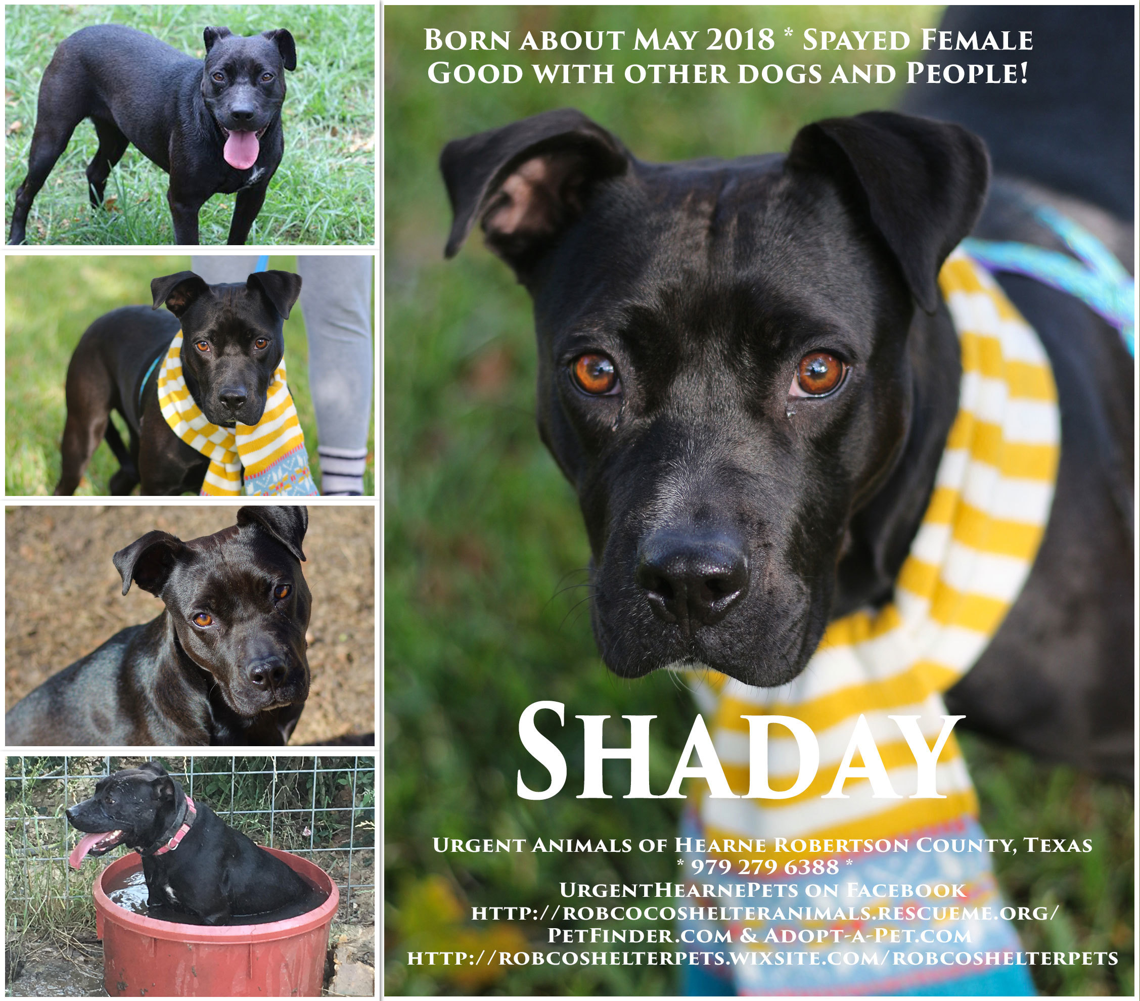 Enlarge Shaday, a Adoptable mixed breed in Hearne, TX image 1/8