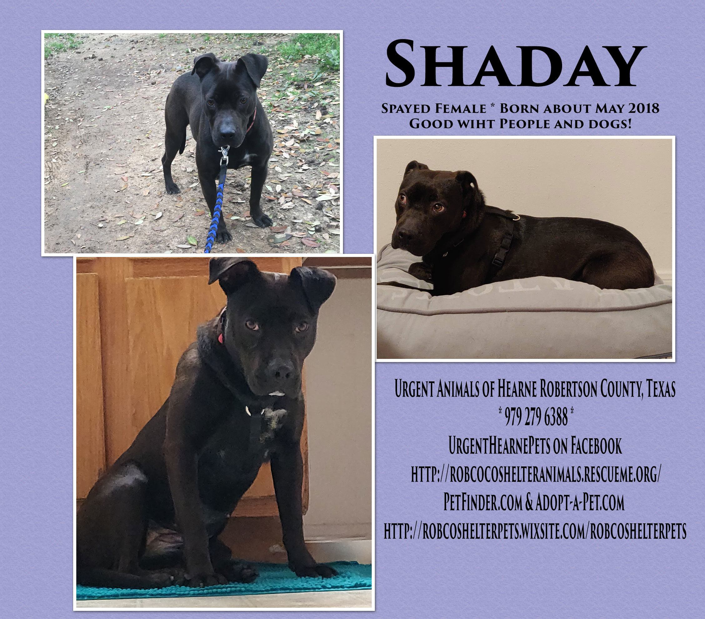 Enlarge Shaday, a Adoptable mixed breed in Hearne, TX image 2/8