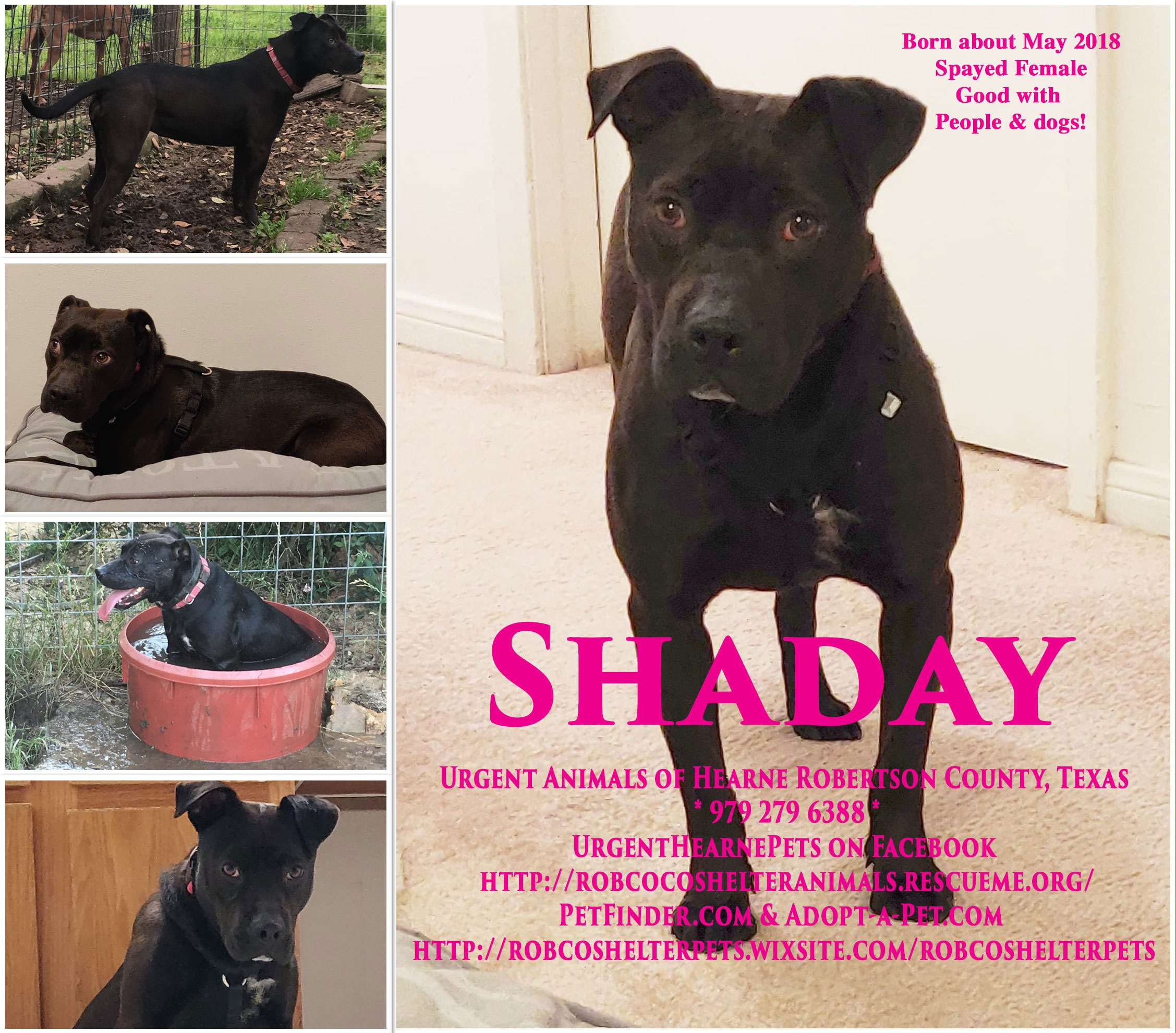 Enlarge Shaday, a Adoptable mixed breed in Hearne, TX image 3/8