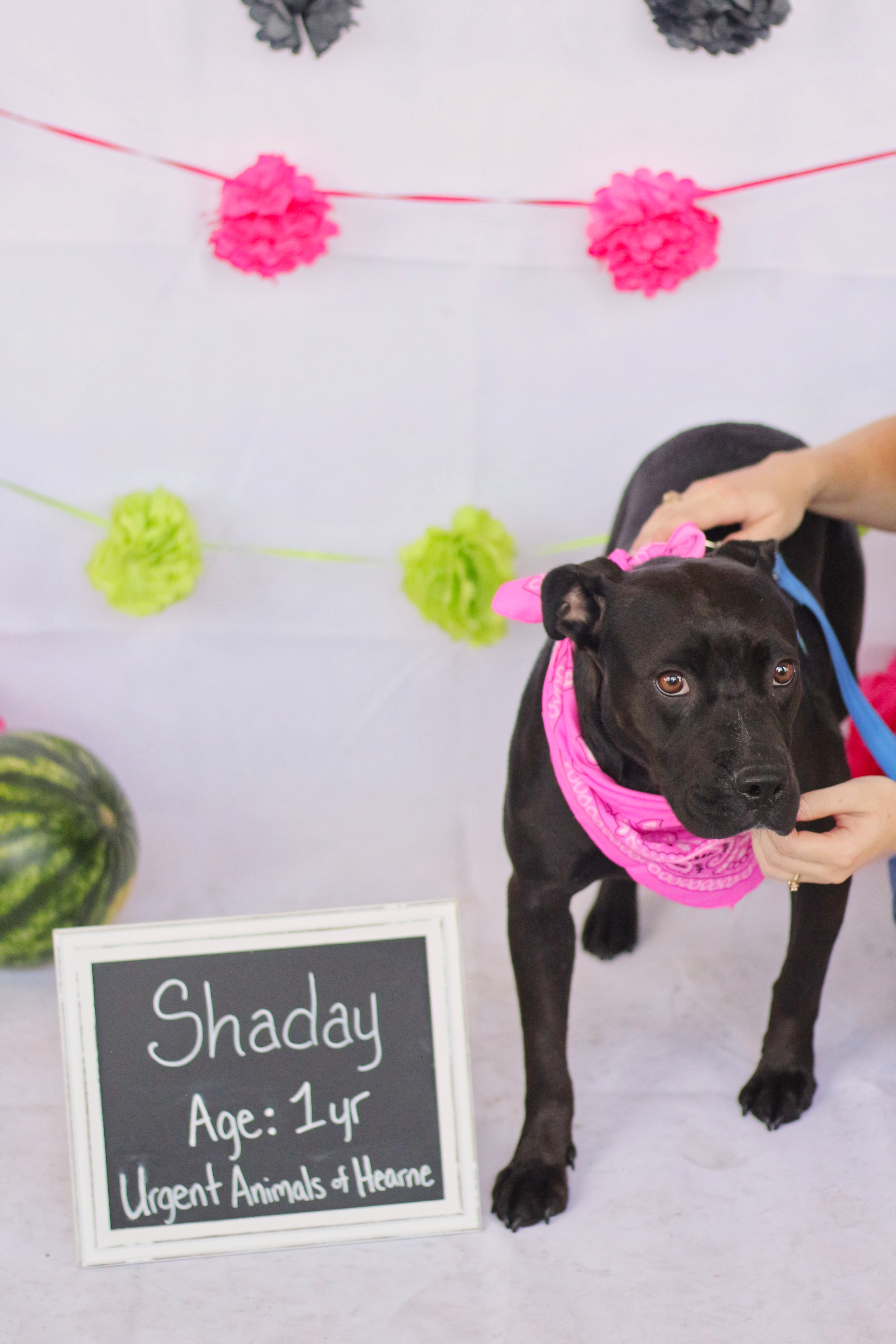 Enlarge Shaday, a Adoptable mixed breed in Hearne, TX image 4/8