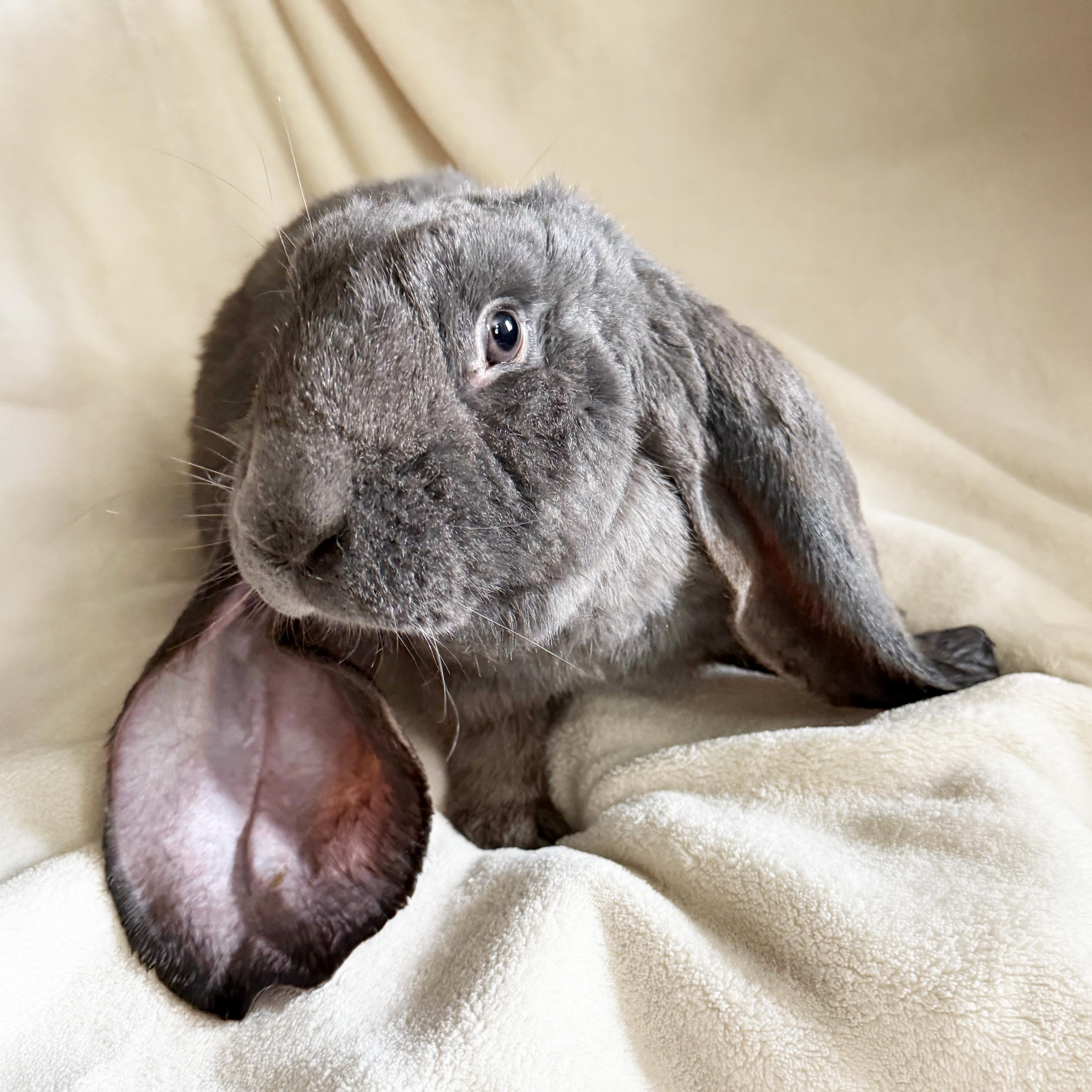 Enlarge Sammie, a Adopted English Lop in New City, NY image 4/6