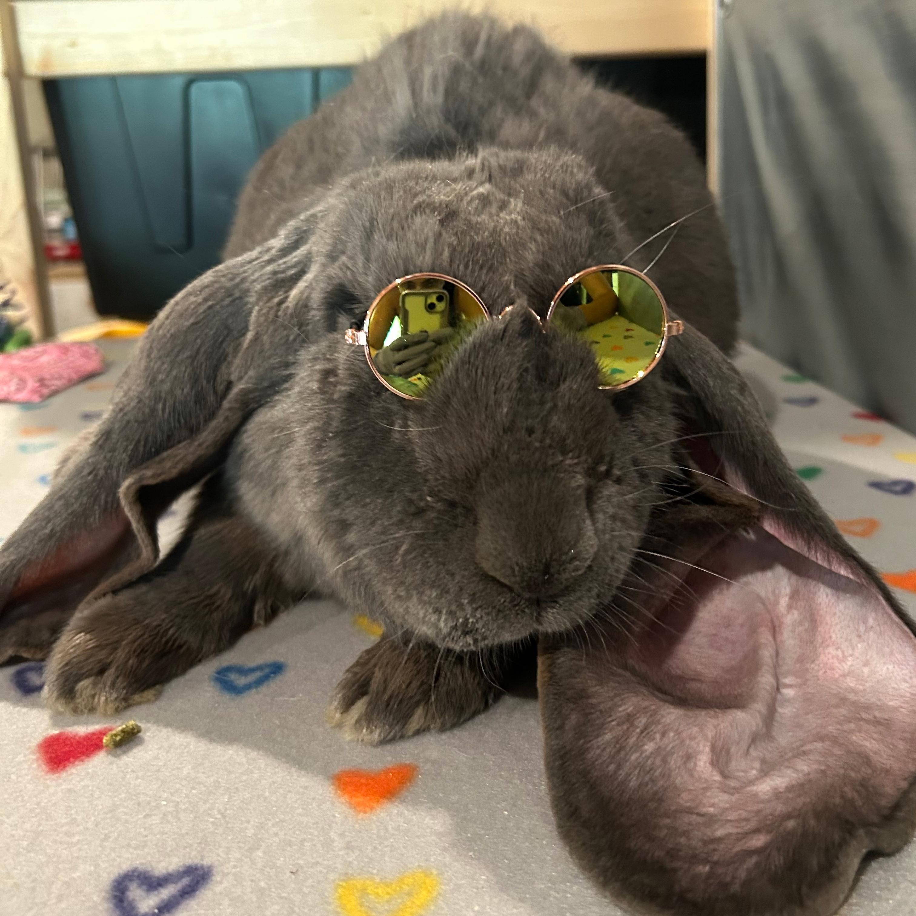 Enlarge Sammie, a Adopted English Lop in New City, NY image 2/6