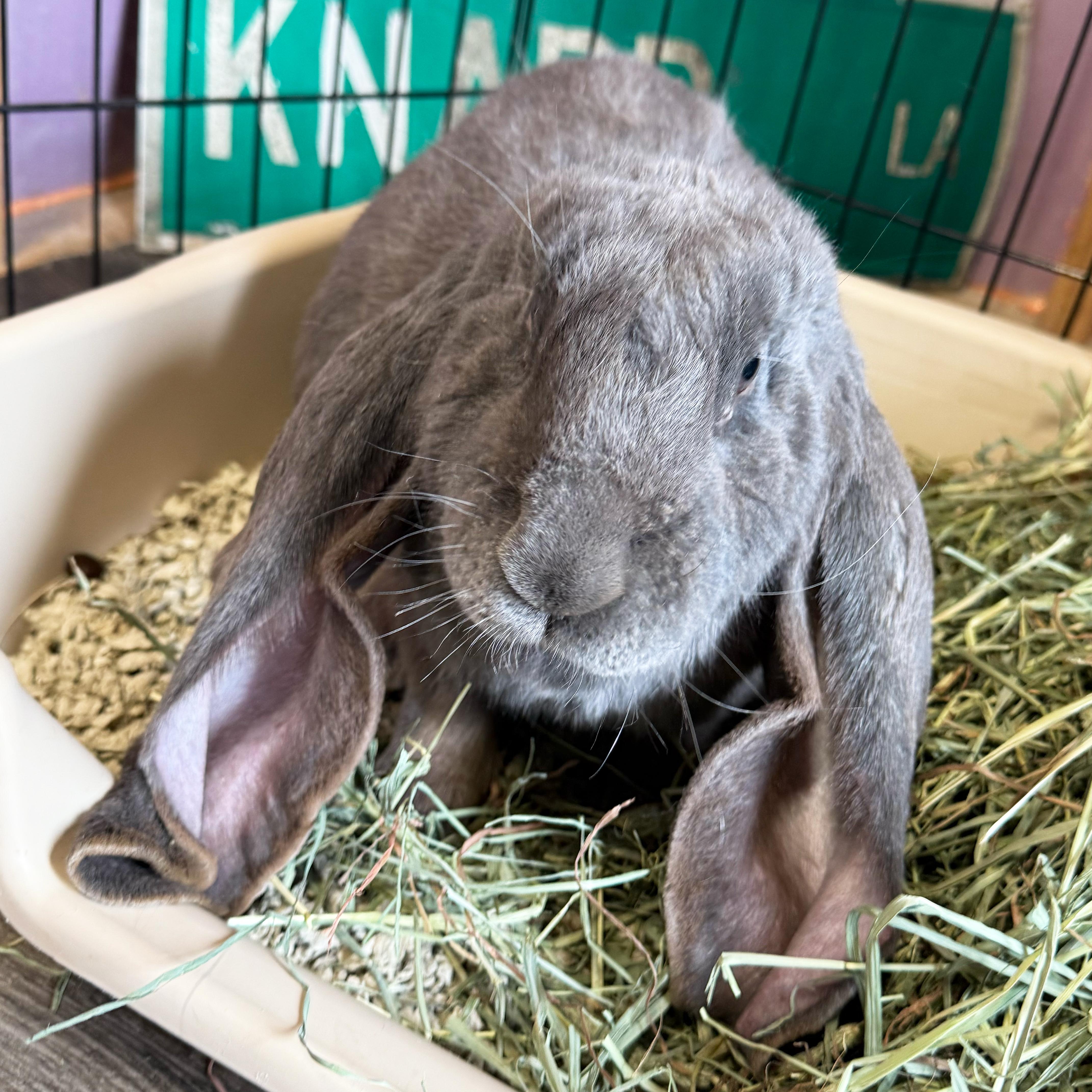 Enlarge Sammie, a Adopted English Lop in New City, NY image 5/6