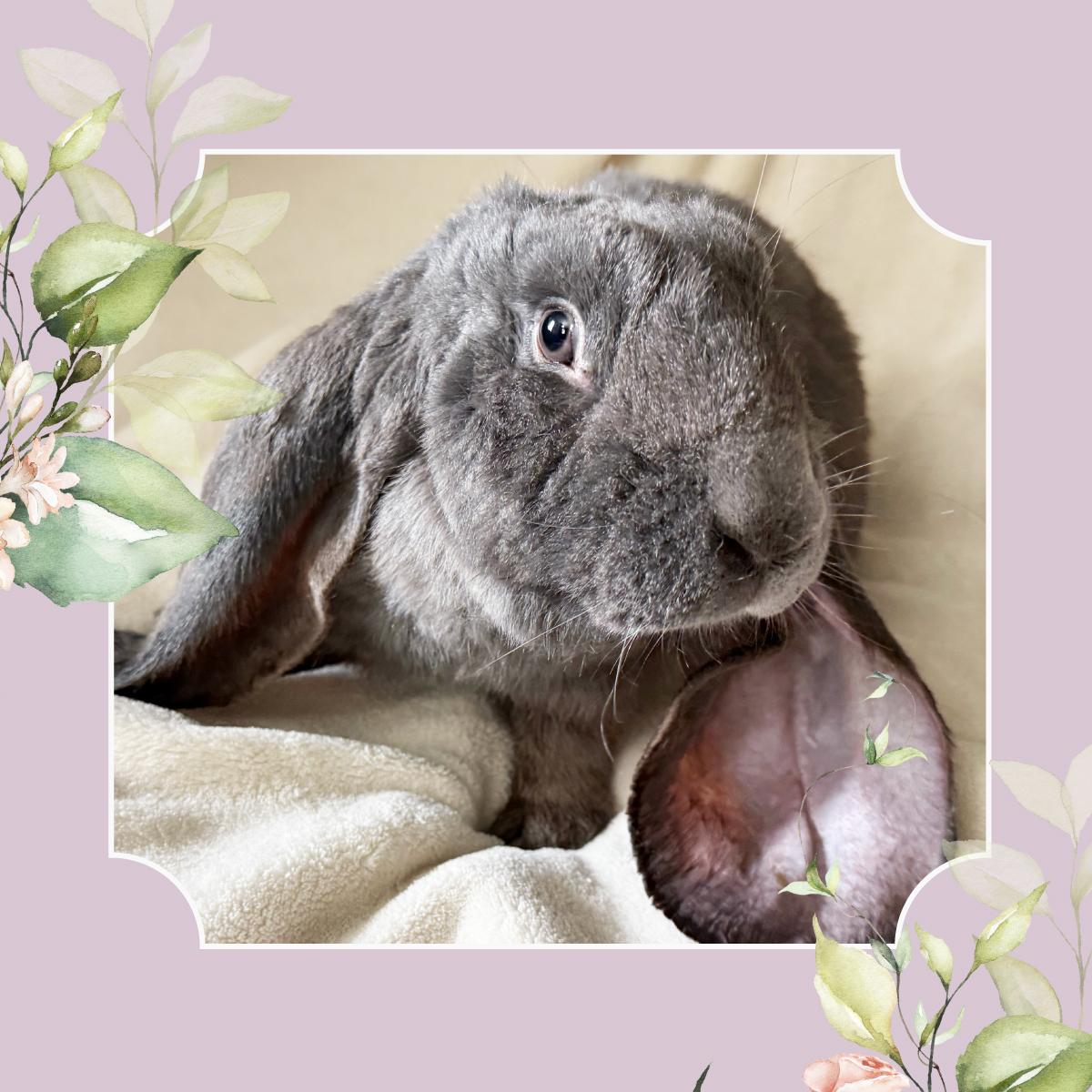 Sammie English Lop Rabbit