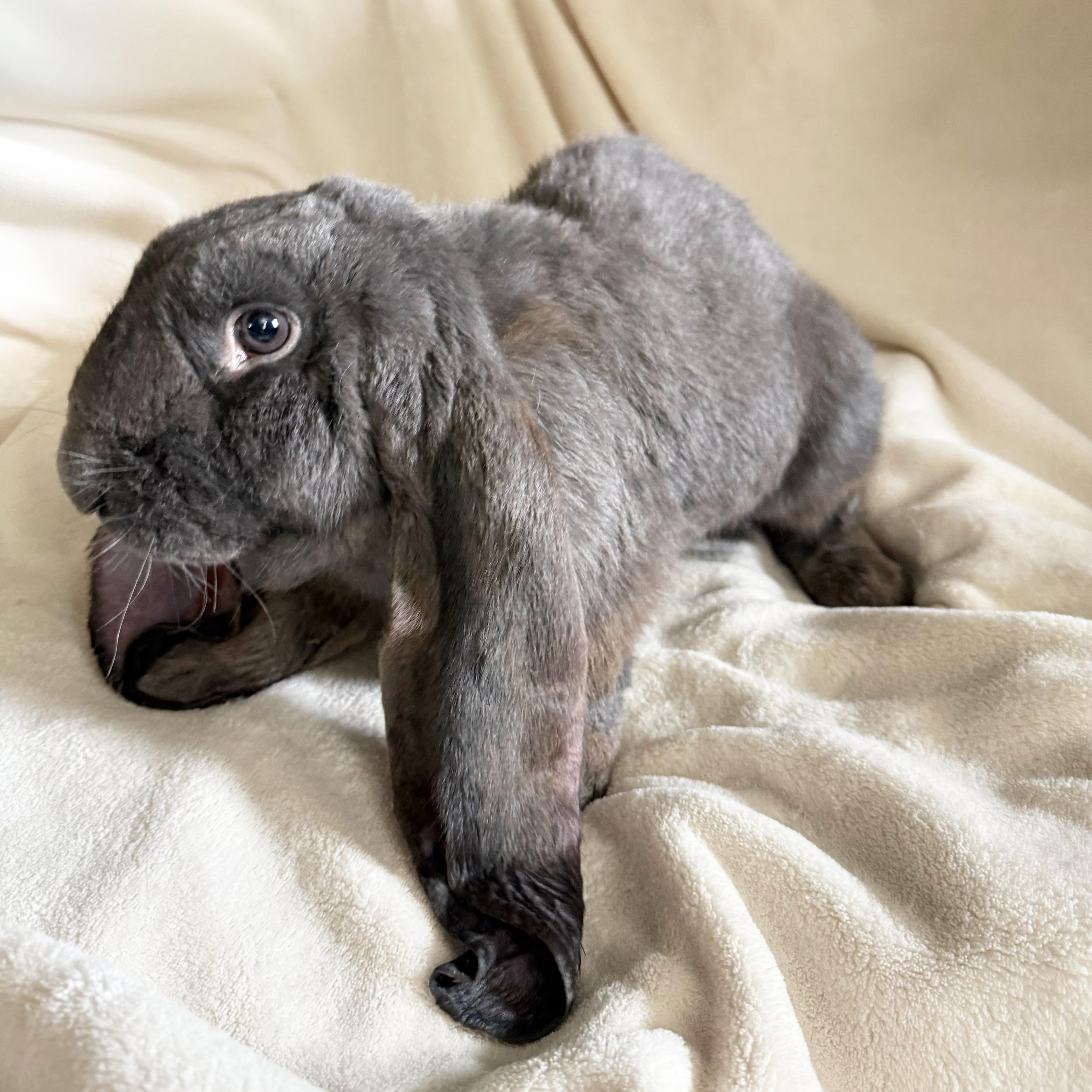 Enlarge Sammie, a Adopted English Lop in New City, NY image 3/6