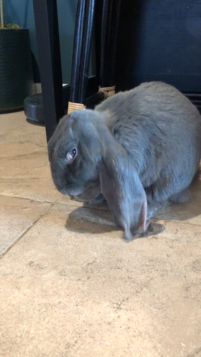 Enlarge Sammie, a Adopted English Lop in New City, NY video 6/6