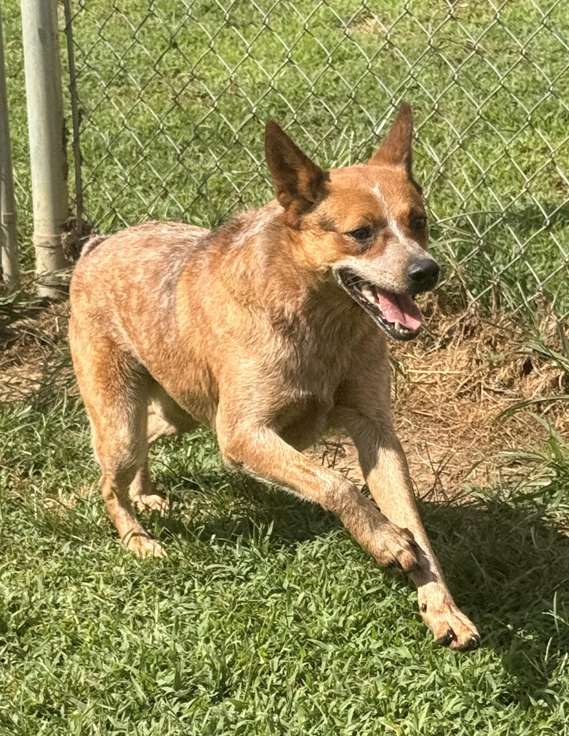Enlarge Calliope, a Adoptable mixed breed in McKenzie, TN image 6/6