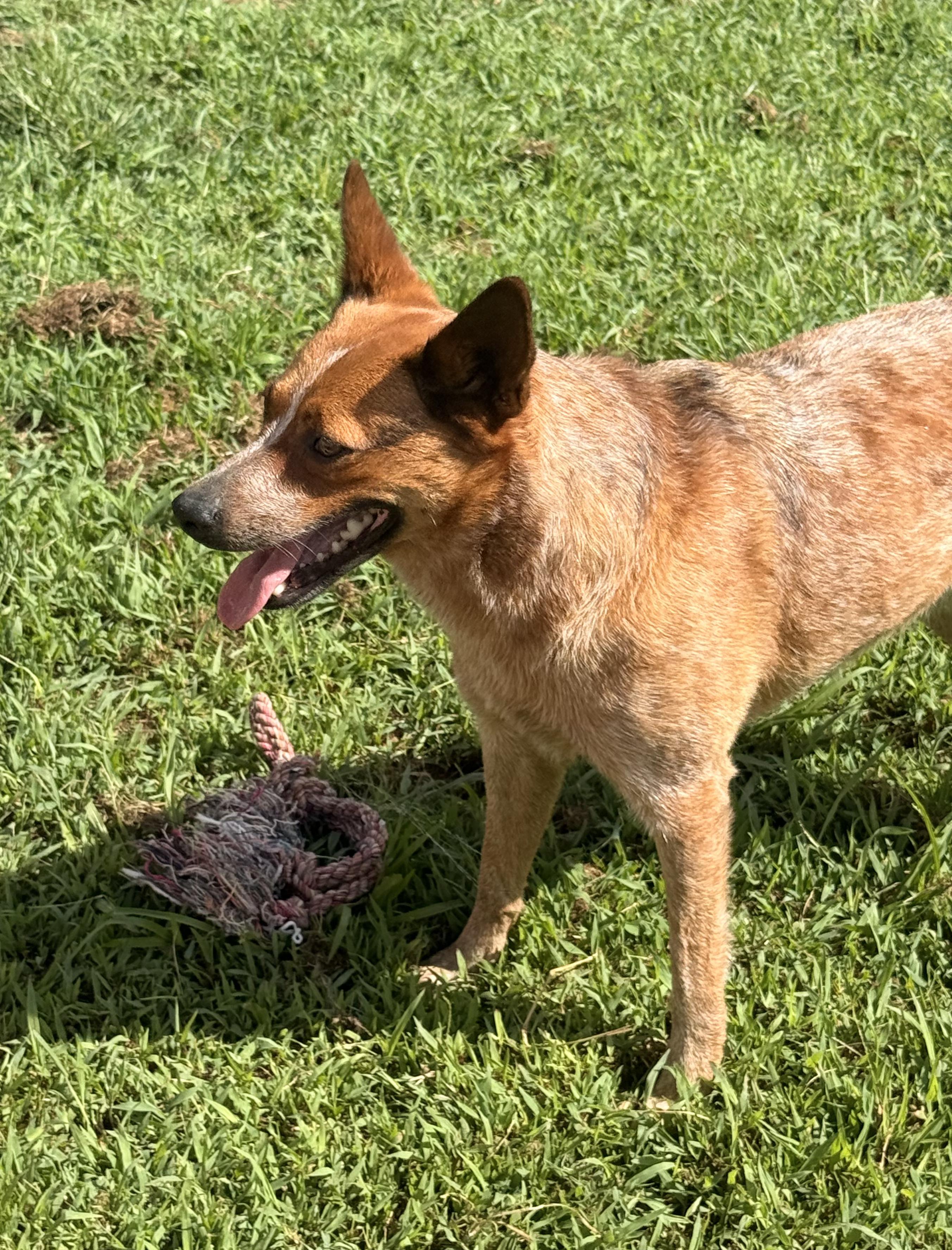 Enlarge Calliope, a Adoptable mixed breed in McKenzie, TN image 4/6