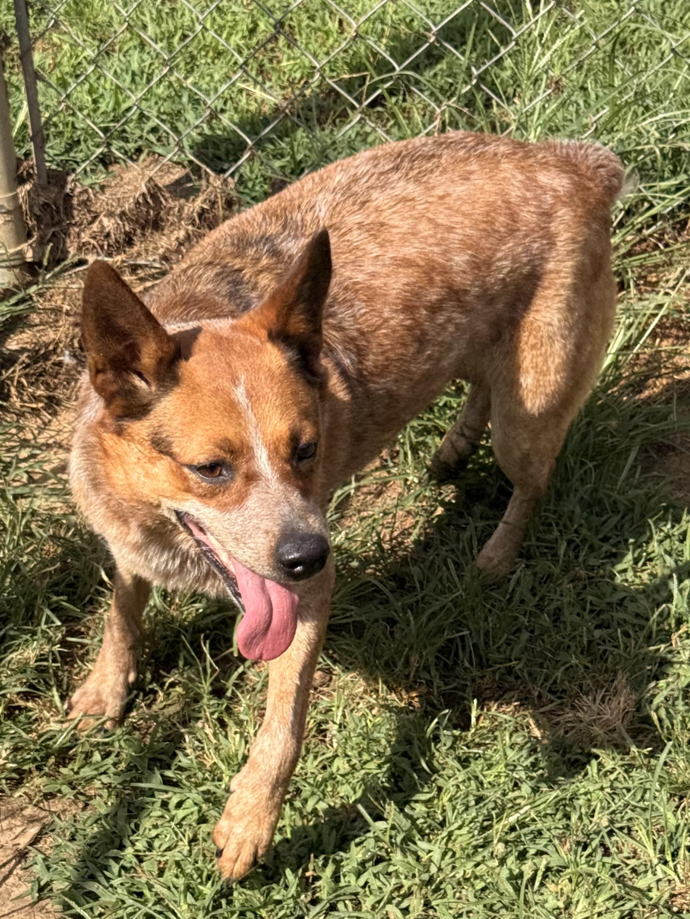 Enlarge Calliope, a Adoptable mixed breed in McKenzie, TN image 2/6