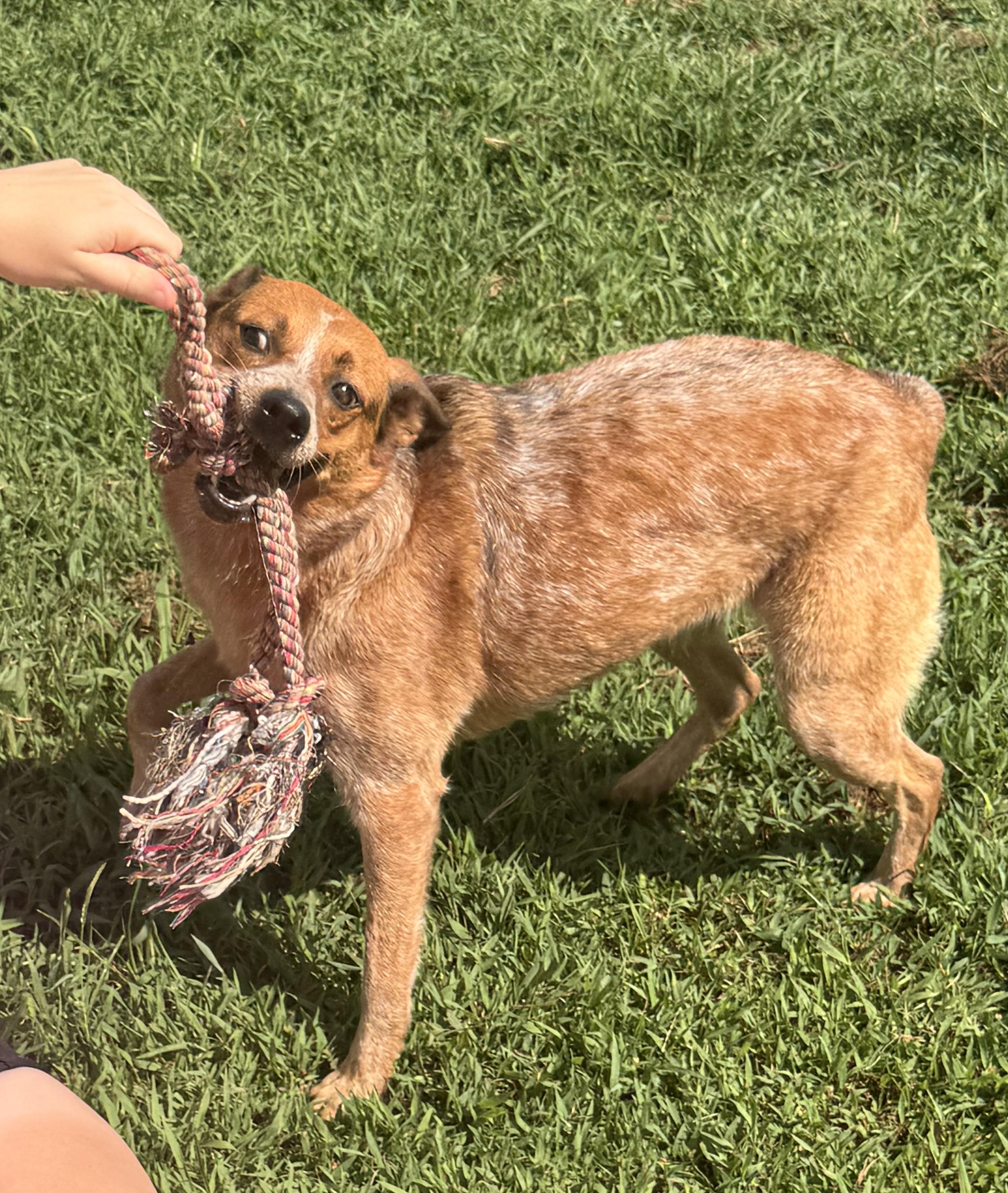 Enlarge Calliope, a Adoptable mixed breed in McKenzie, TN image 5/6