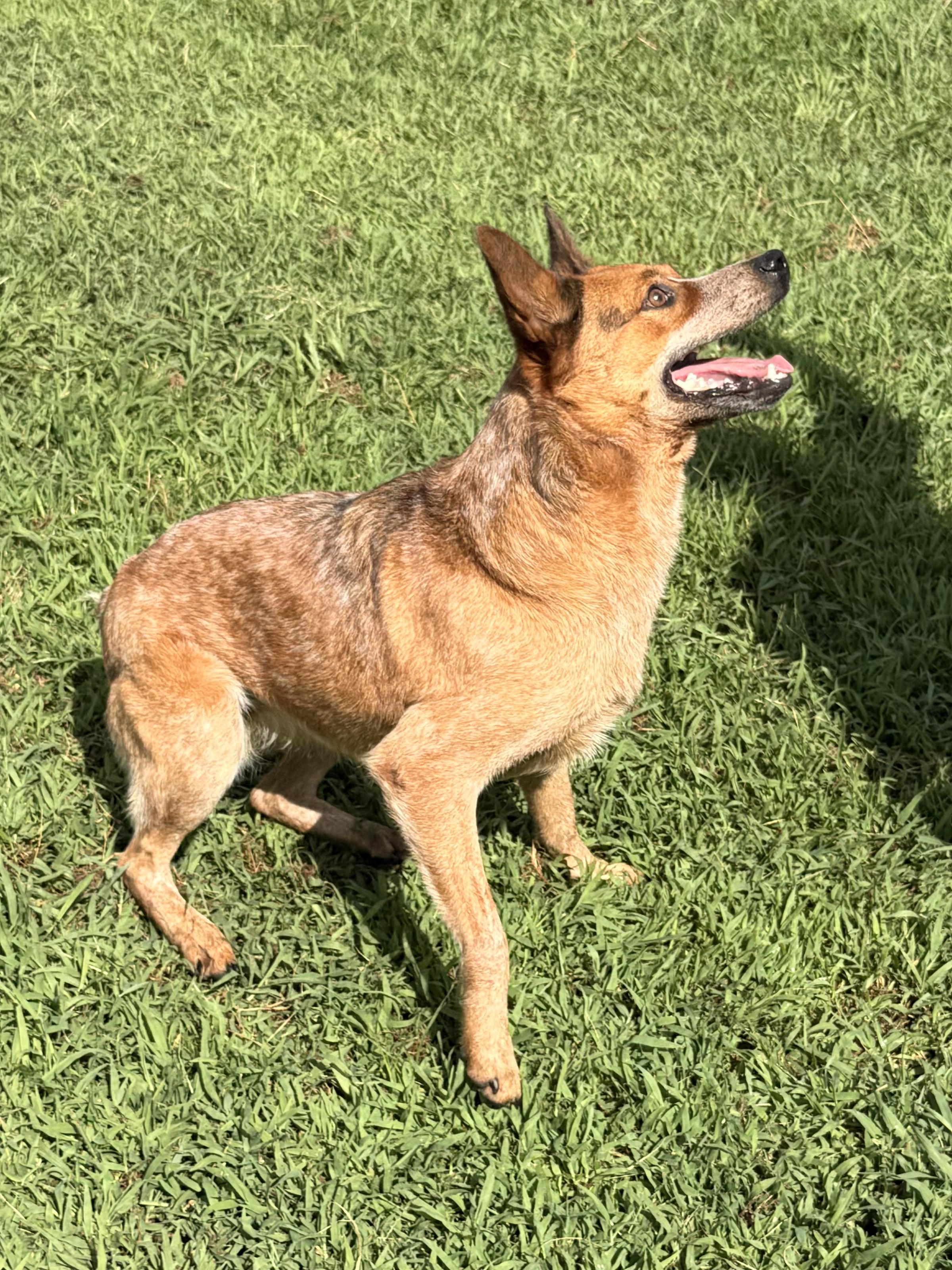 Enlarge Calliope, a Adoptable mixed breed in McKenzie, TN image 3/6