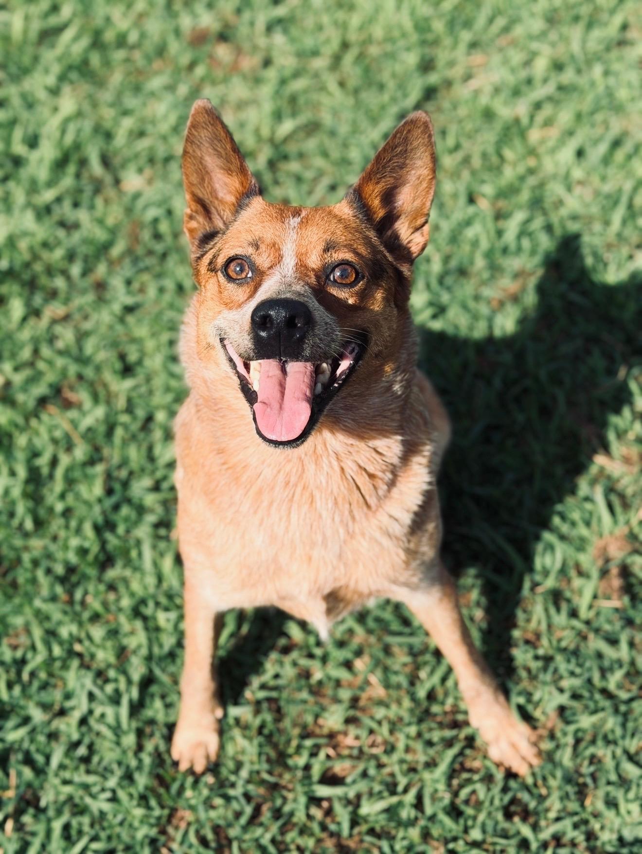 Enlarge Calliope, a Adoptable mixed breed in McKenzie, TN image 1/6
