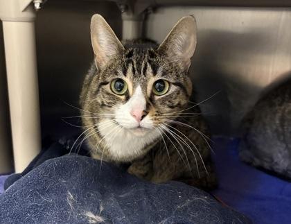 Fauna, Adoptable, Young Female Domestic Short Hair & Domestic Short Hair.