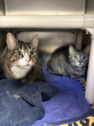 Enlarge Fauna, a Adoptable mixed breed in Sterling Heights, MI image 2/2