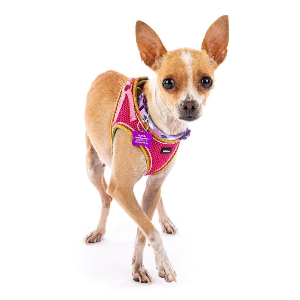 Enlarge Autumn 11096, a Adoptable Chihuahua in San Francisco, CA image 1/6