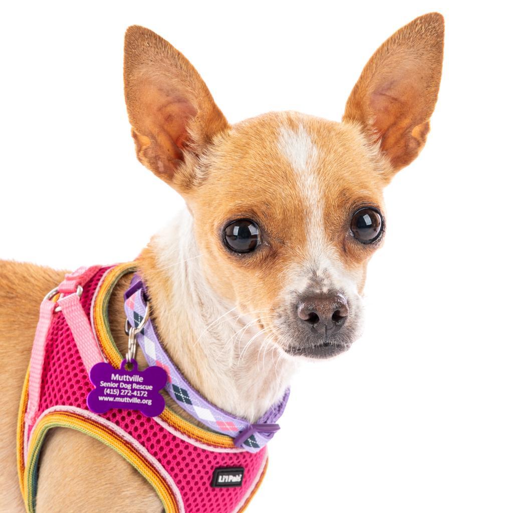 Enlarge Autumn 11096, a Adoptable Chihuahua in San Francisco, CA image 2/6