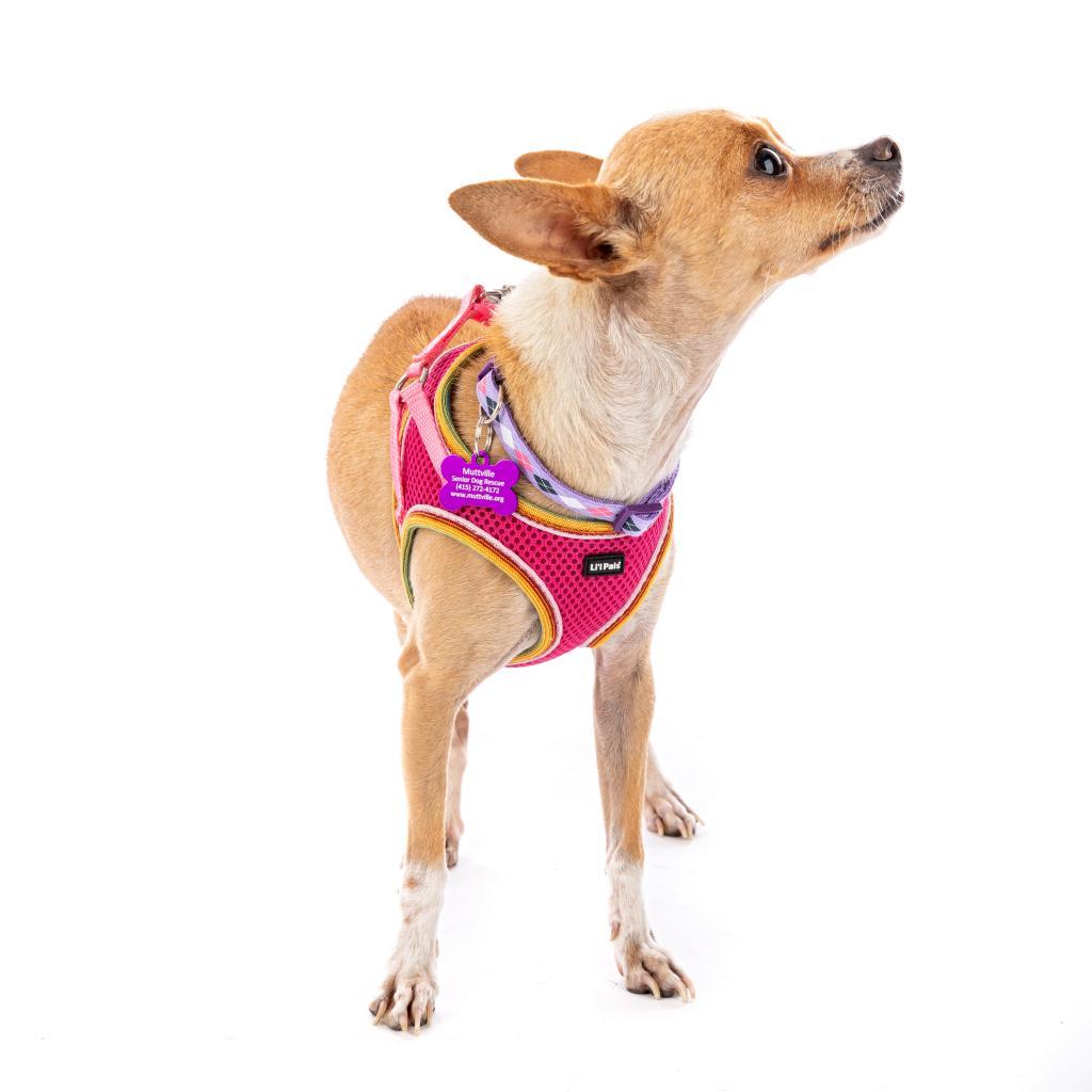 Enlarge Autumn 11096, a Adoptable Chihuahua in San Francisco, CA image 3/6