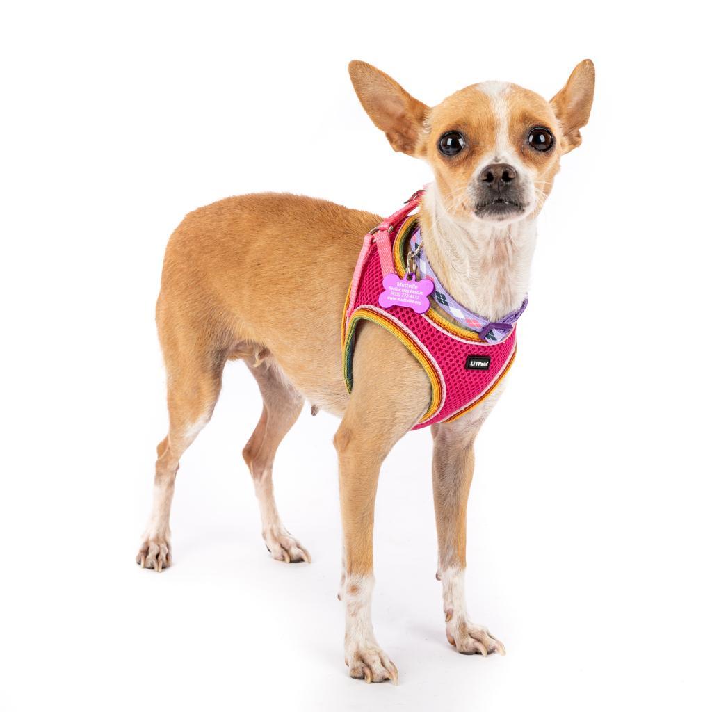 Enlarge Autumn 11096, a Adoptable Chihuahua in San Francisco, CA image 4/6