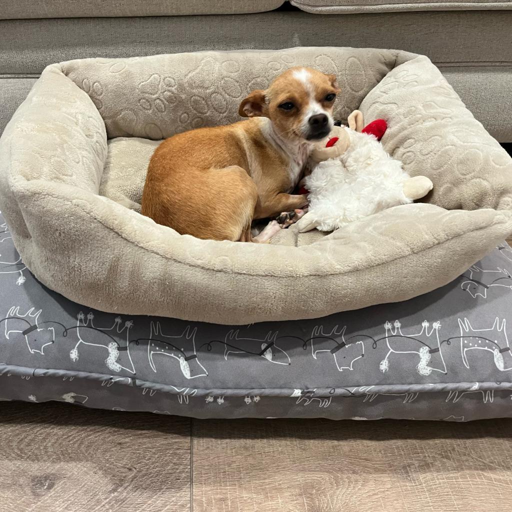 Enlarge Autumn 11096, a Adoptable Chihuahua in San Francisco, CA image 5/6