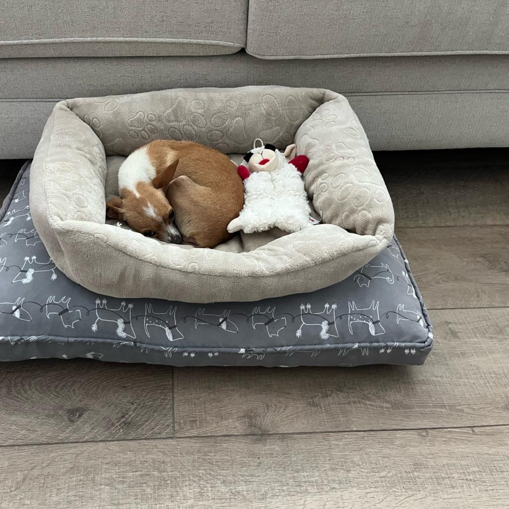 Enlarge Autumn 11096, a Adoptable Chihuahua in San Francisco, CA image 6/6