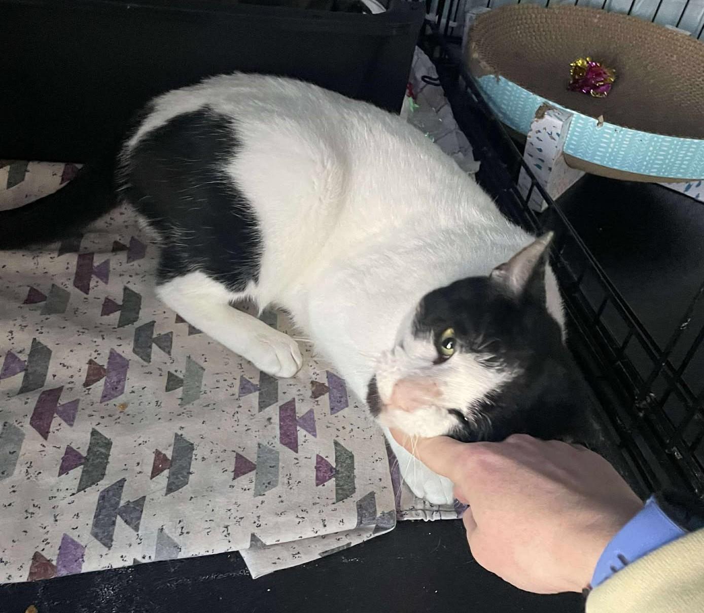 Enlarge Mr. Puffin, a Adoptable Domestic Short Hair in Roslindale, MA image 2/4