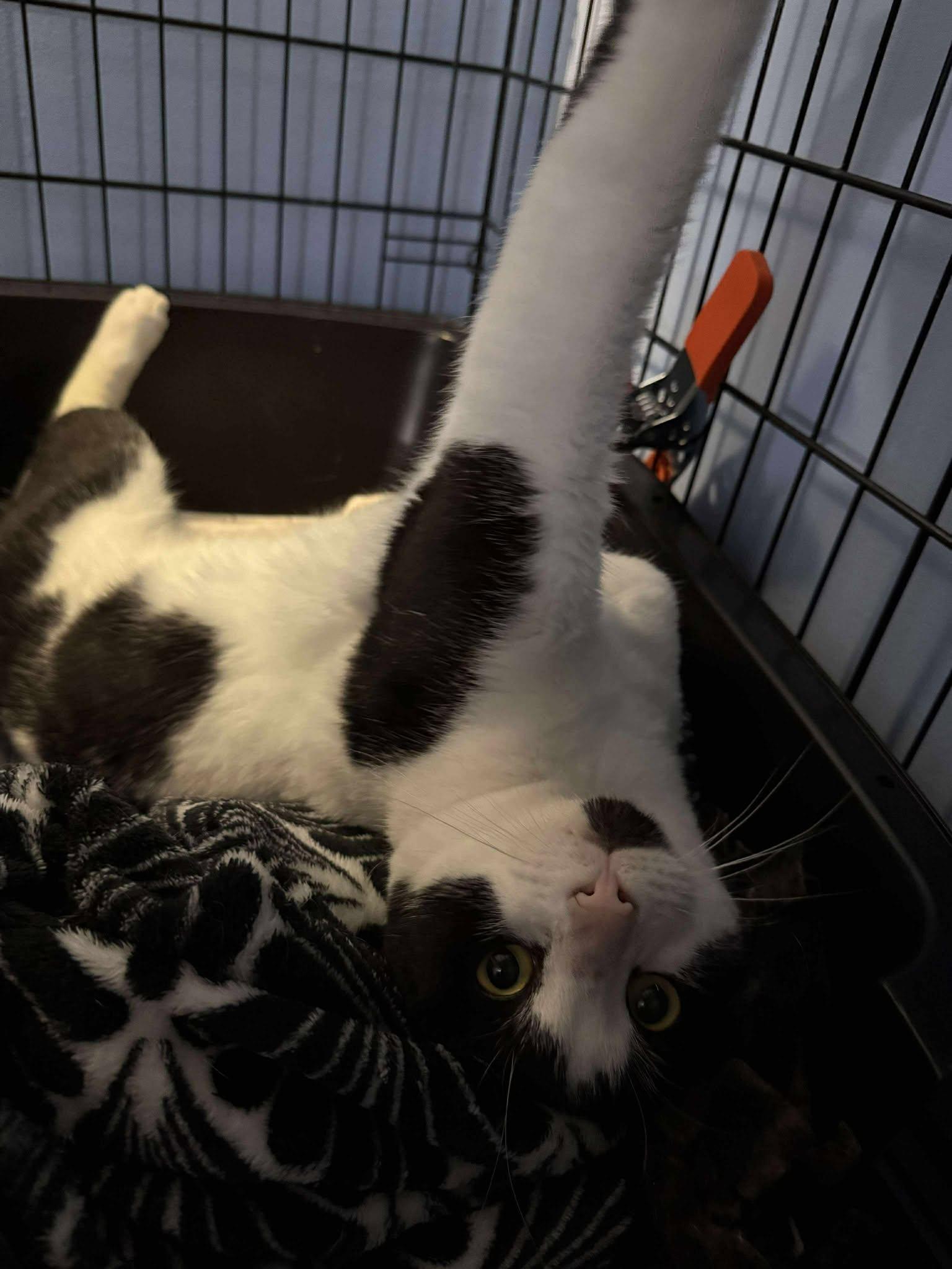 Enlarge Mr. Puffin, a Adoptable Domestic Short Hair in Roslindale, MA image 3/4