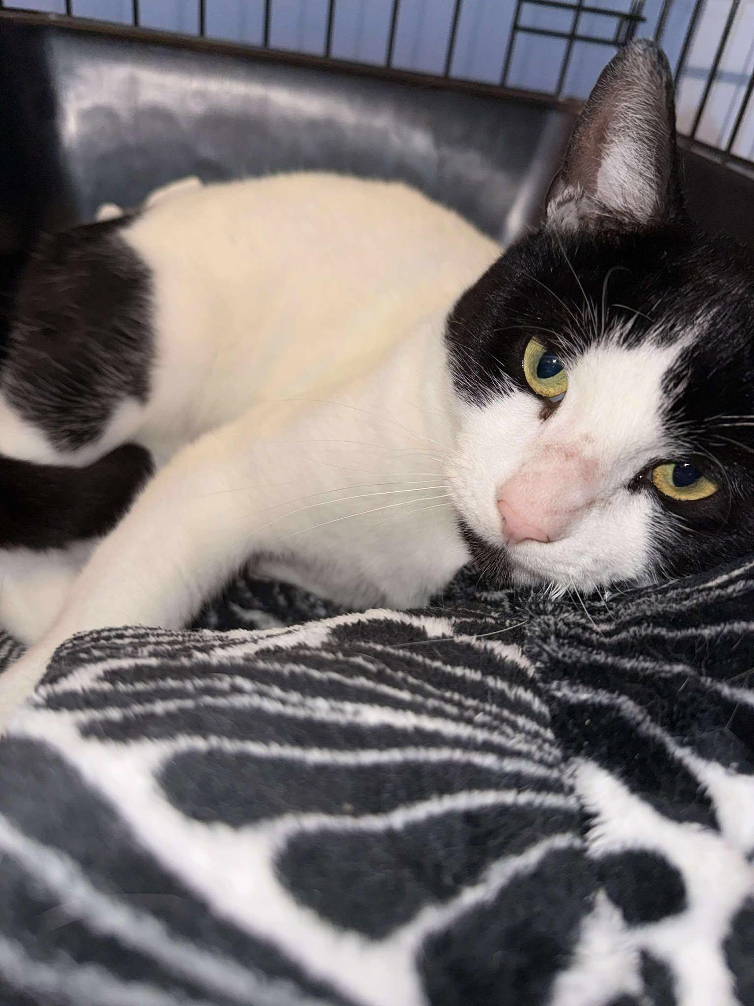 Enlarge Mr. Puffin, a Adoptable Domestic Short Hair in Roslindale, MA image 4/4